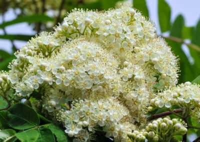 Mountain ash flowers