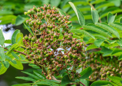 Mountain ash green berries