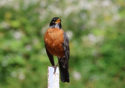 American robin