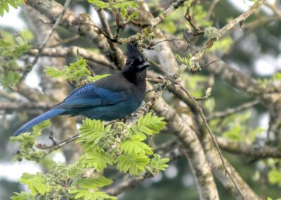 Steller's jay