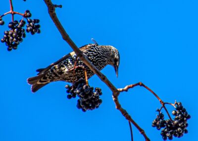 Starling and berries