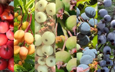 A Rainbow of Berries