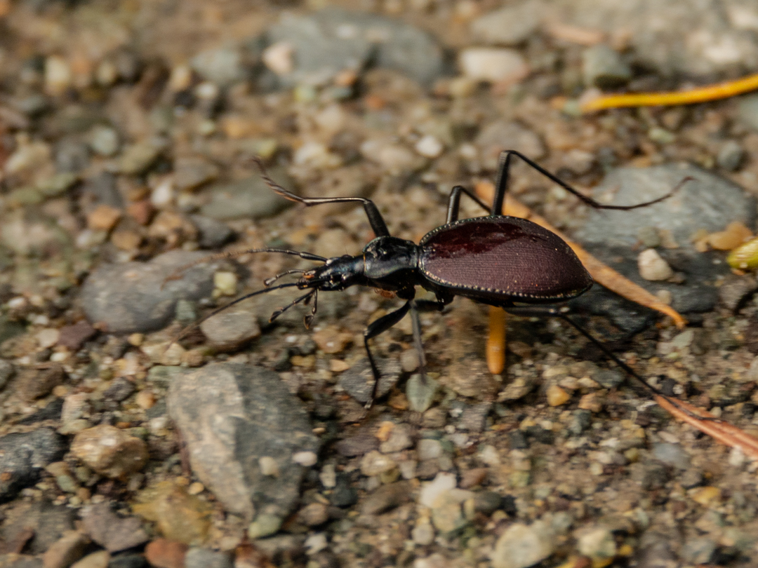 Narrow-collared snail-eating beetle