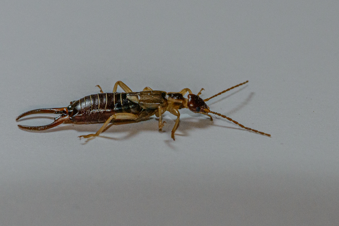 European earwig