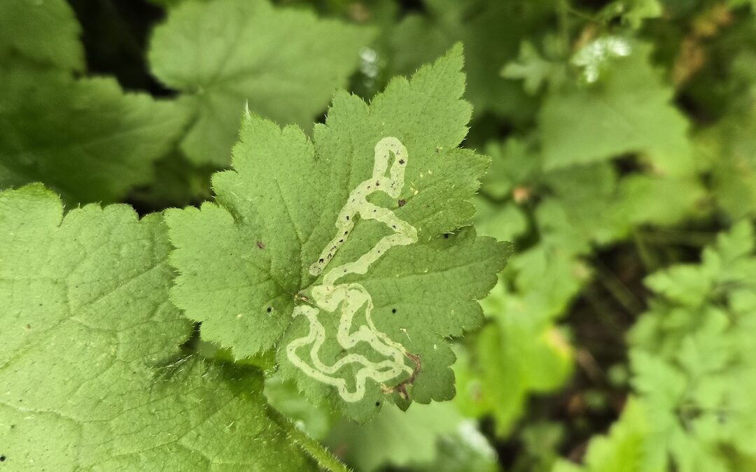 A Leaf Miner’s Journey