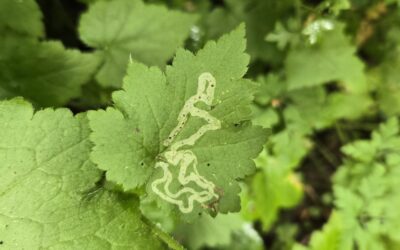 A Leaf Miner’s Journey