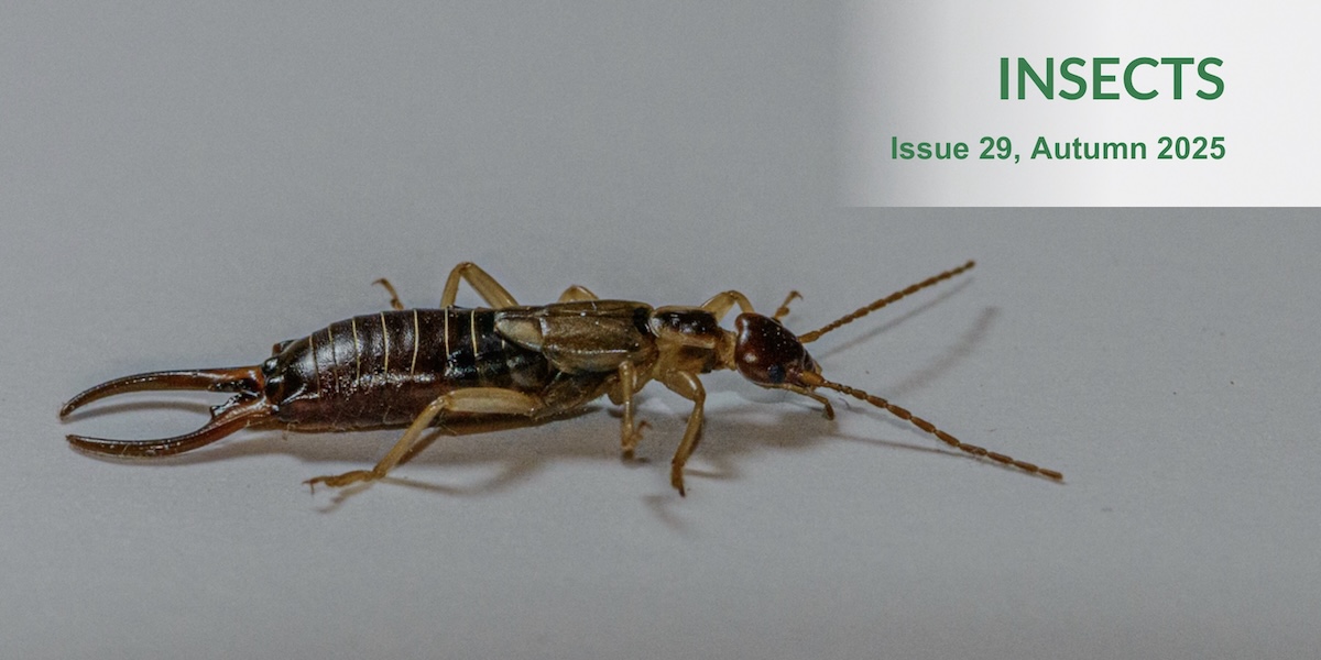 Issue 29 header Issue 29 header