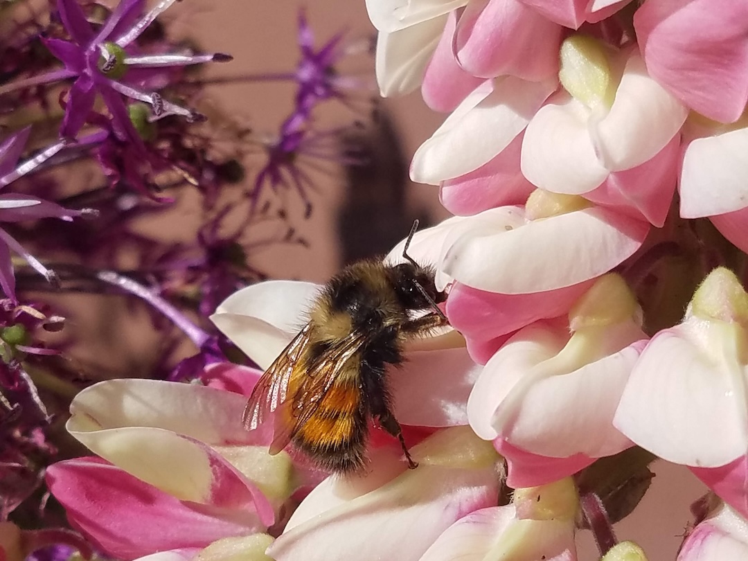 Bee on lupine plant