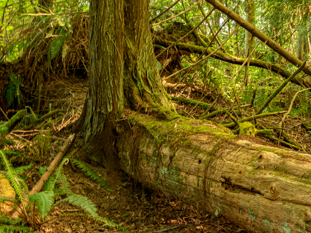Nurselog feeding new tree