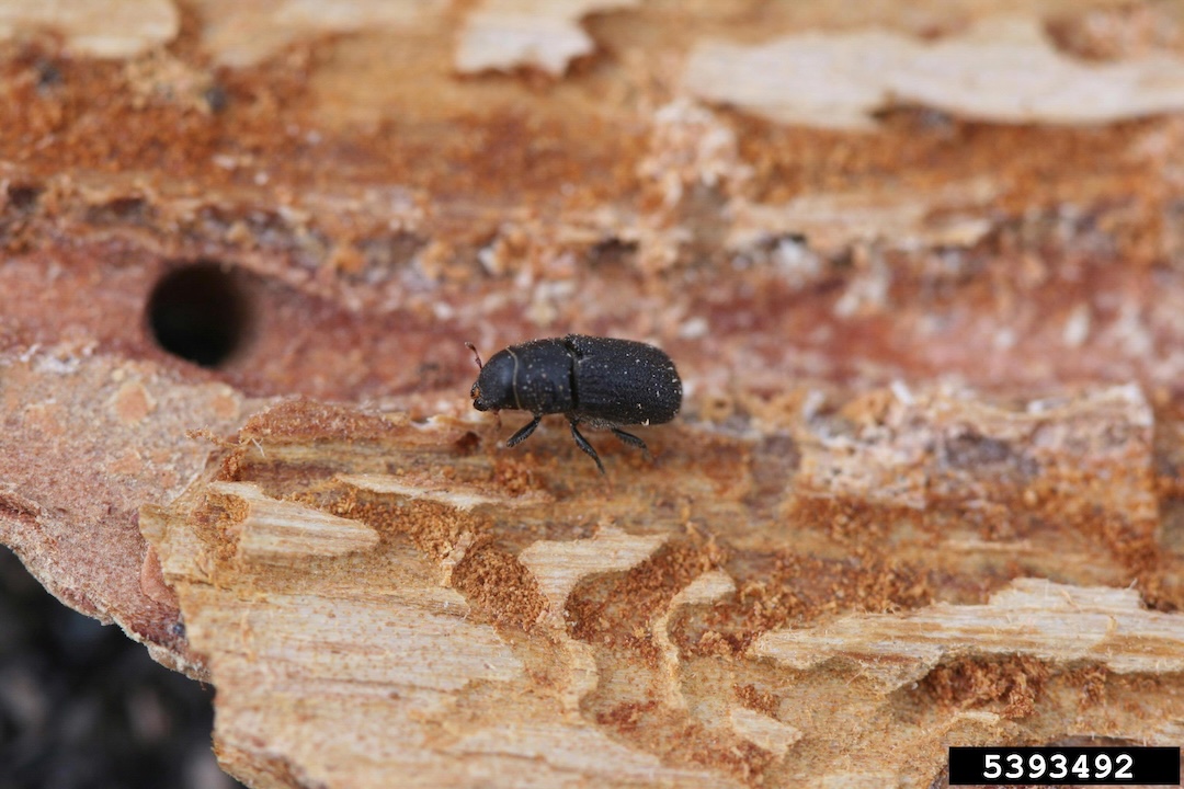 mountain pine beetle