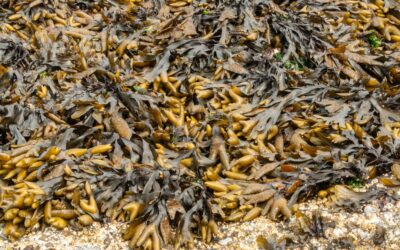 What the Tide Leaves Behind