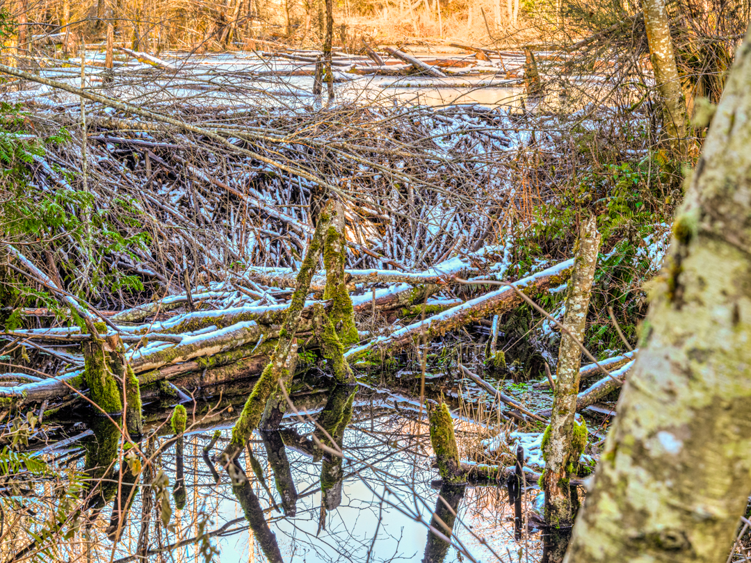 Snow on beaver dam