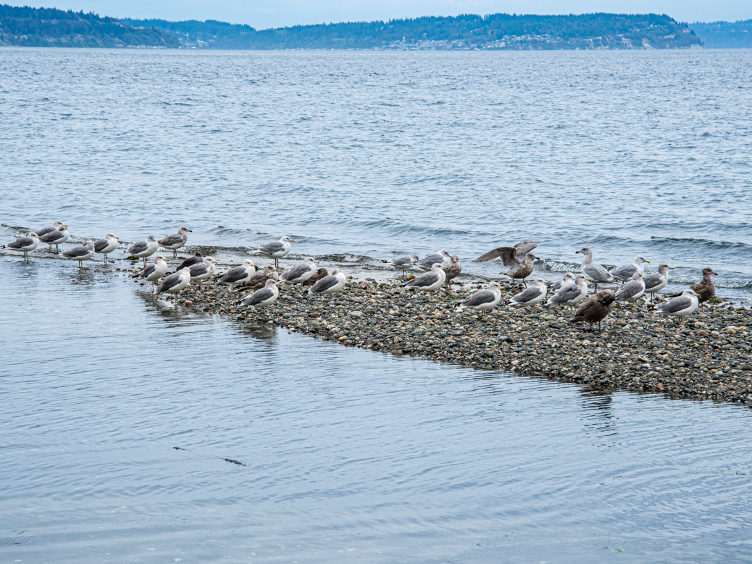 Seagulls at tide's edge
