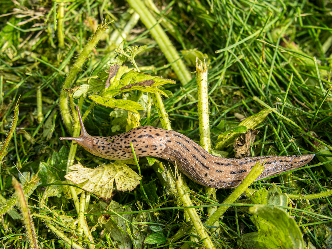 Leopard slug