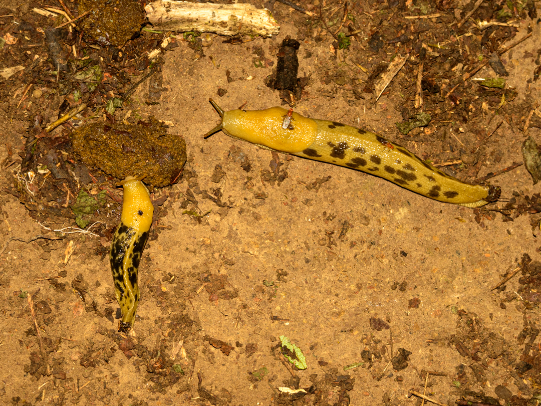 Pacific banana slugs