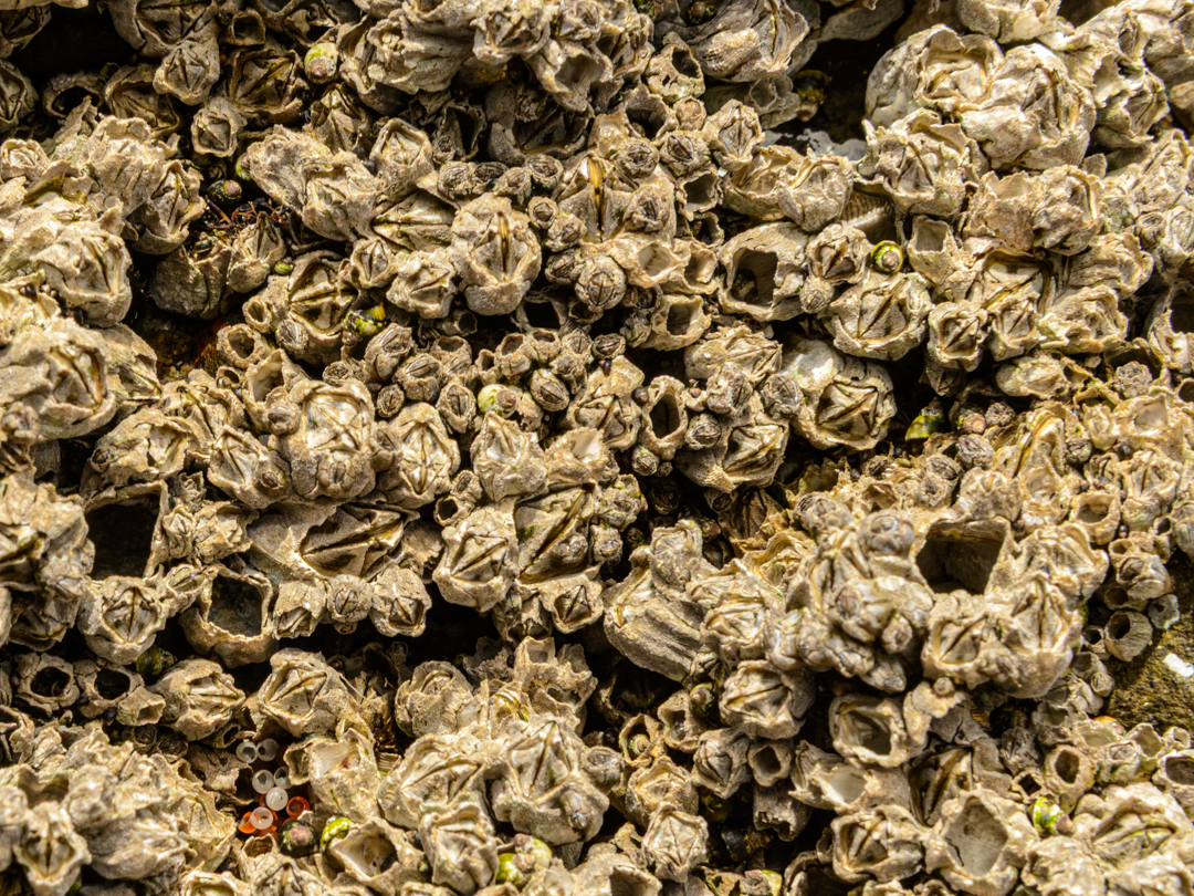 barnacles