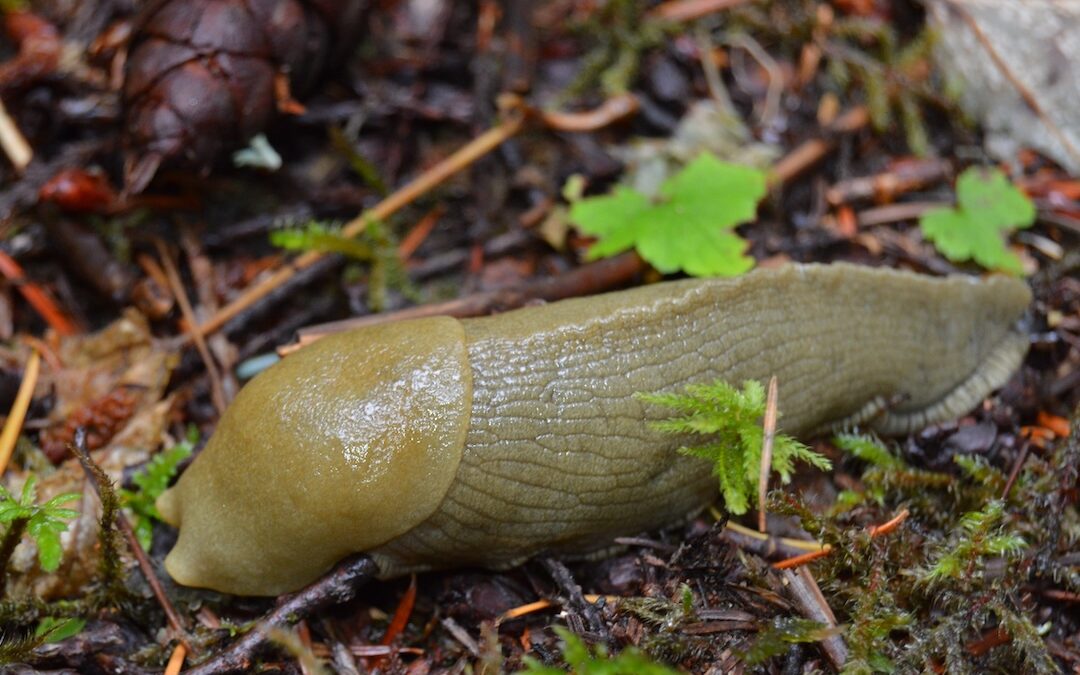 The Slowdown on Slugs