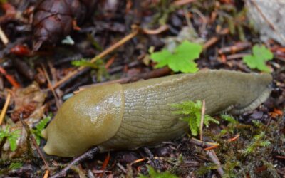 The Slowdown on Slugs