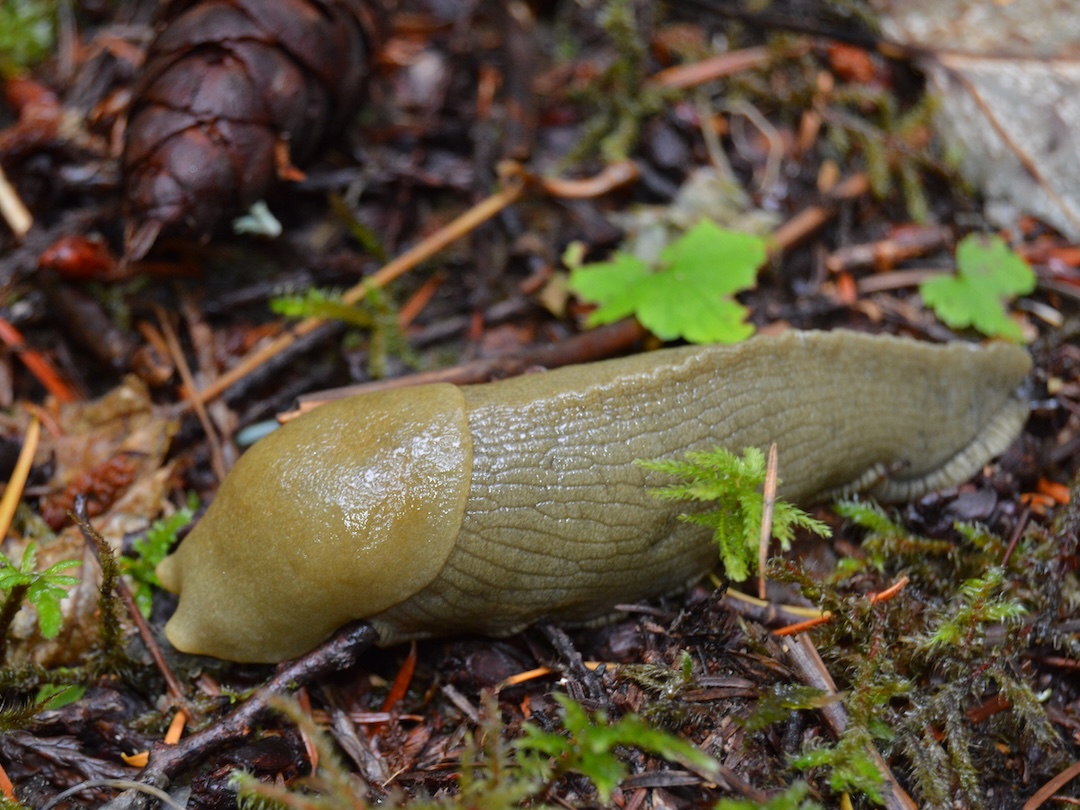 Banana Slug