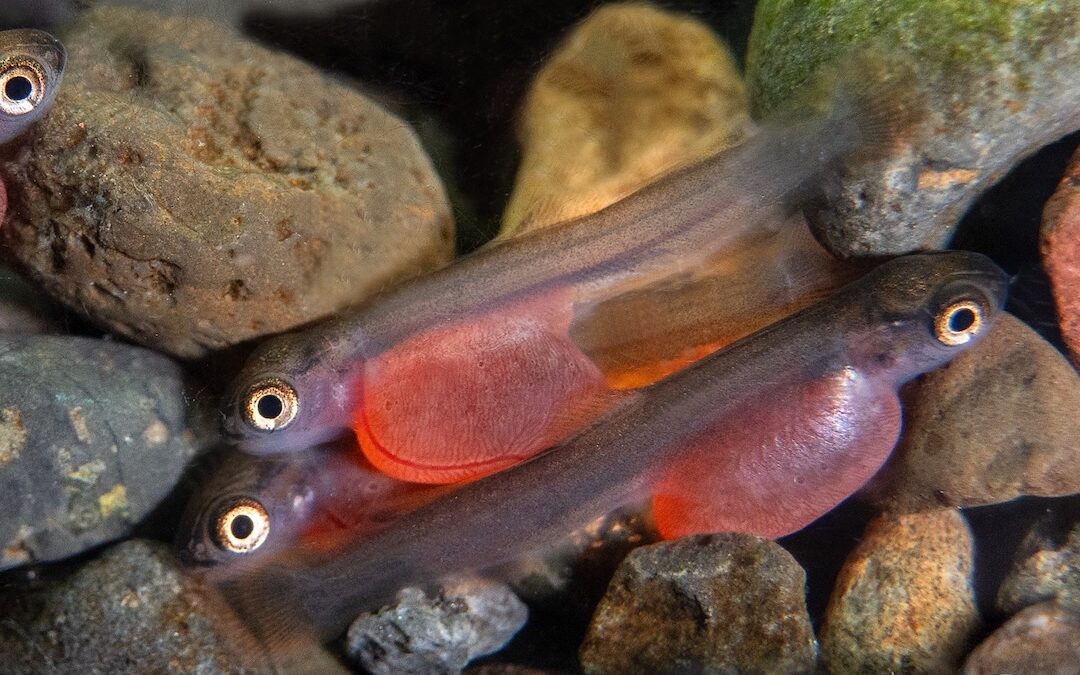 Salmon: Upstream Recyclers