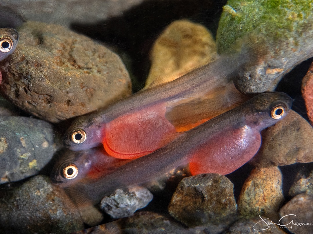 Salmon alevins in a stream