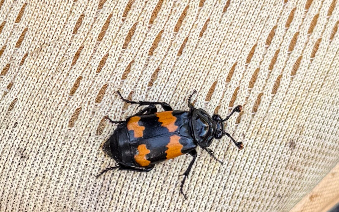 Undertakers of the Forest