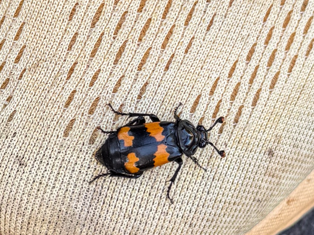Boreal Burying Beetles