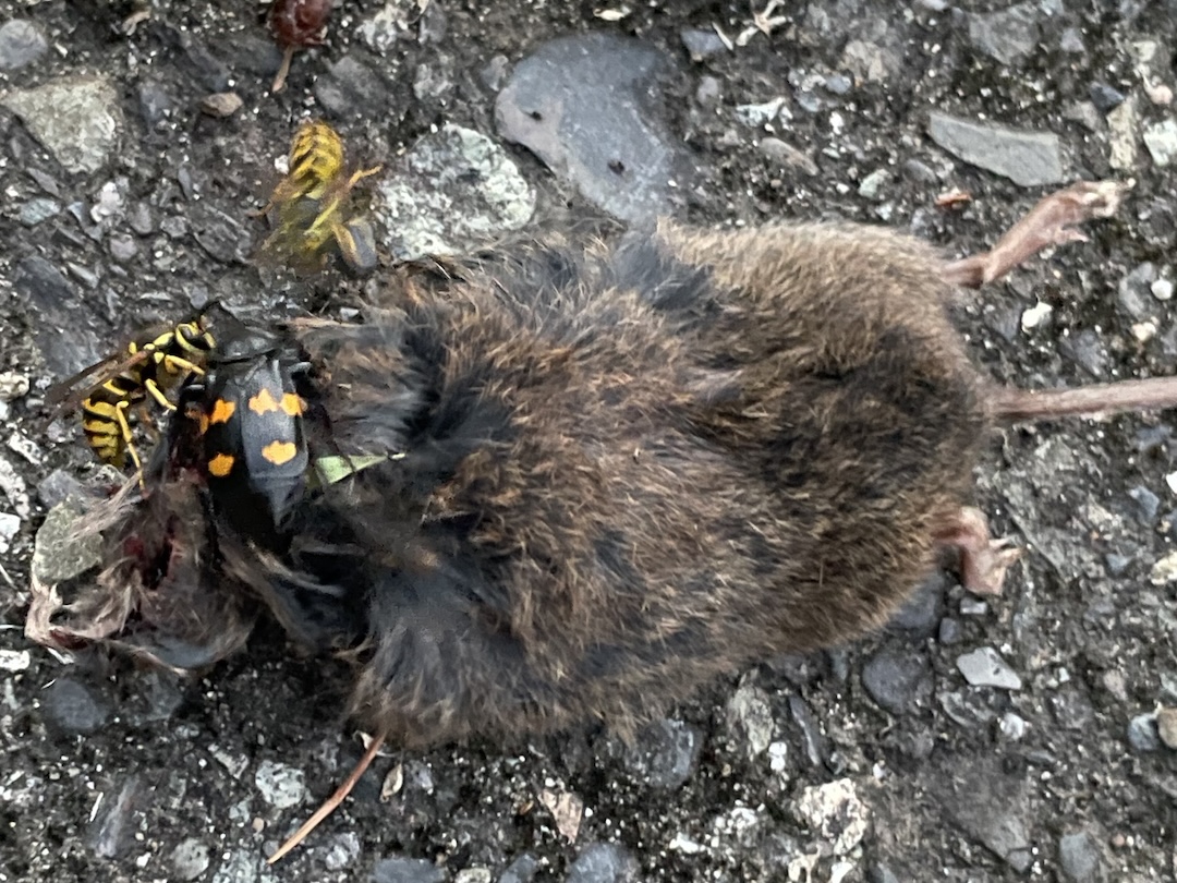 Boreal burying beetle on found meal Boreal burying beetle on found meal
