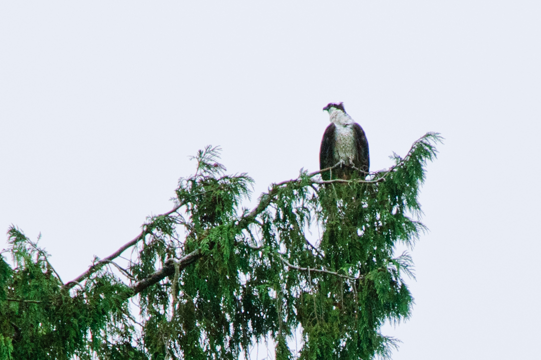 Osprey on cedar