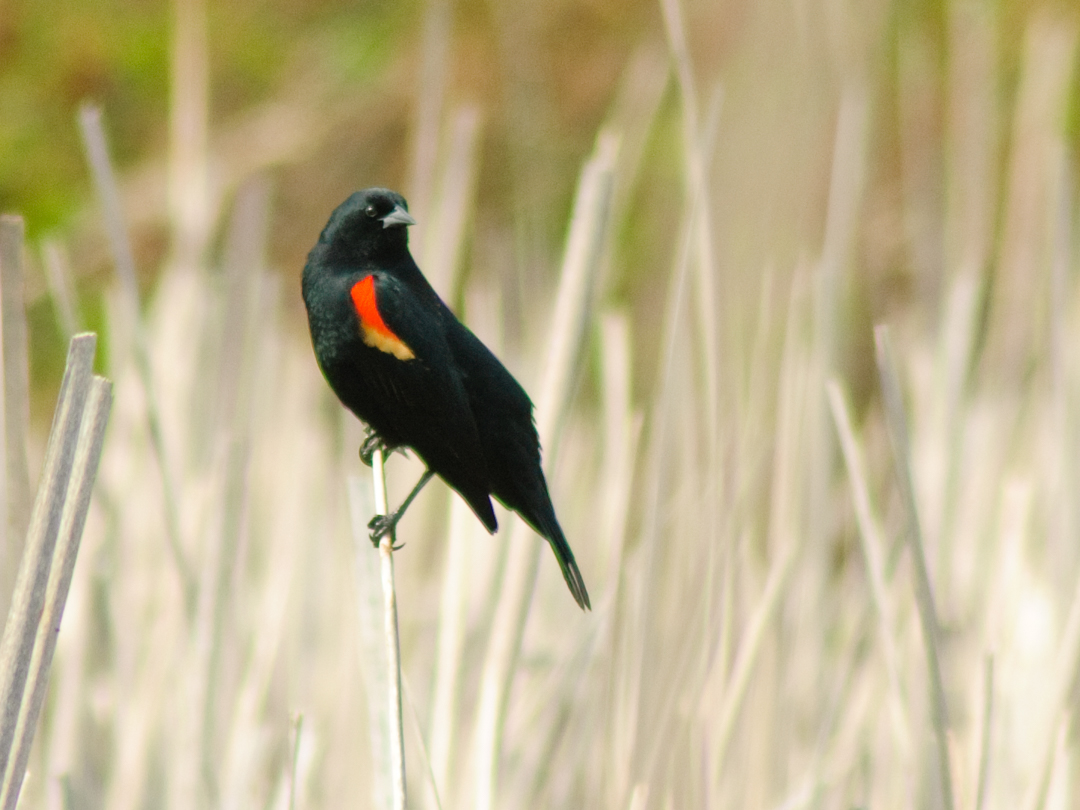 Red-winged blackbird