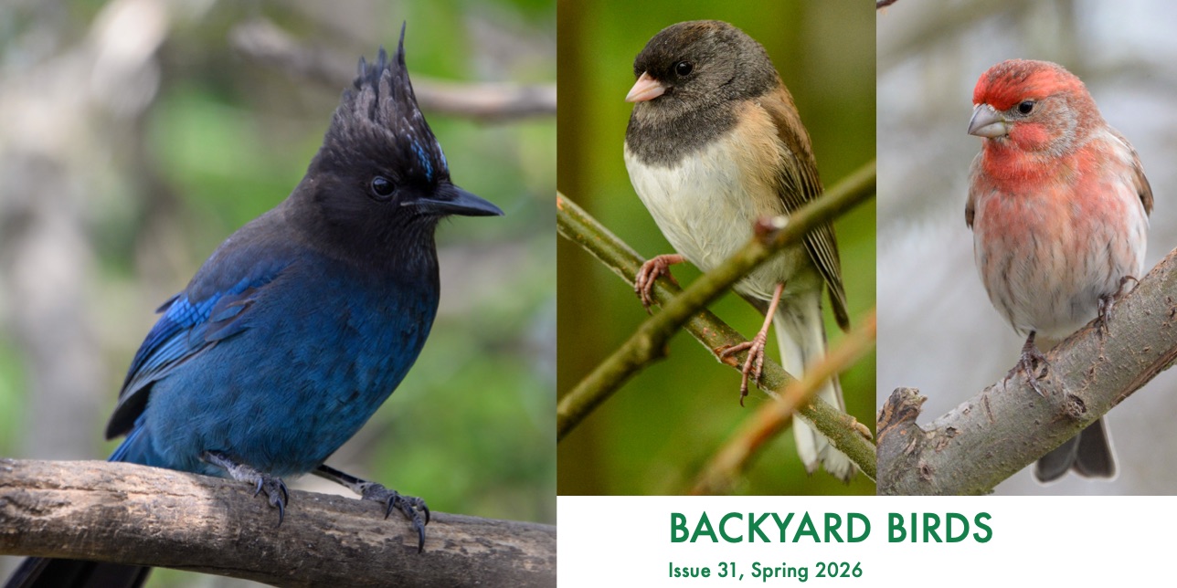 Backyard Birds