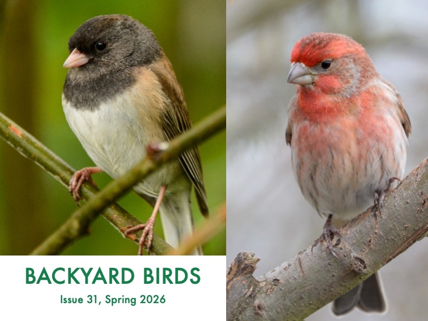 Backyard Birds