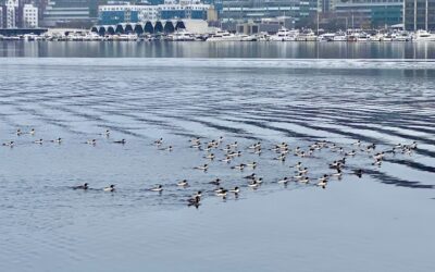 Birds on an Urban Lake
