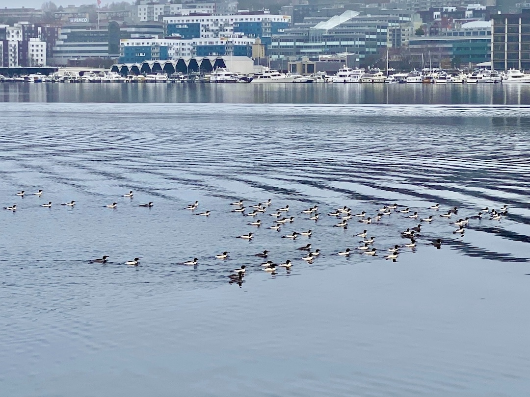 Ducks on Lake Union