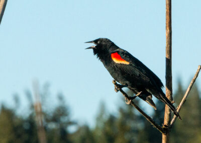 Red-winged blackbird in a tree
