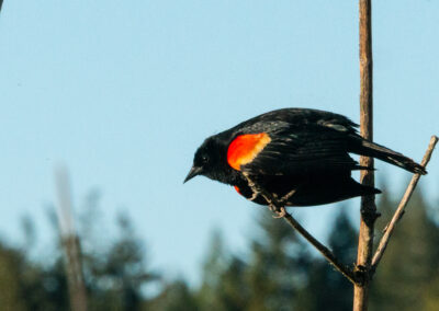 Red-winged blackbird getting ready to fly