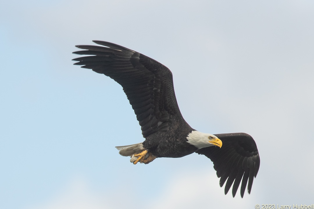 Mature bald eagle flying