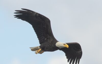 Bald Eagles, A Visual Story