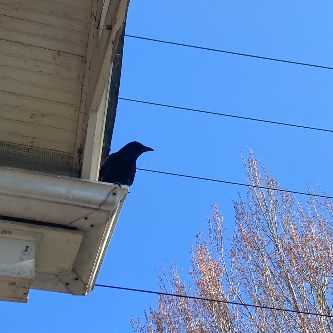 Urban crow Urban crow