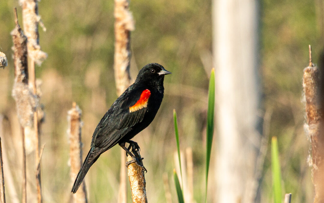 Protected: Mapping Red-Wing Blackbird Territories