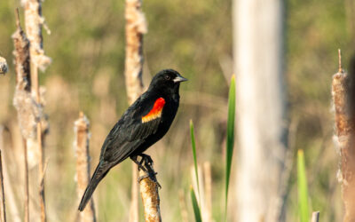 Mapping Red-Winged Blackbird Territories