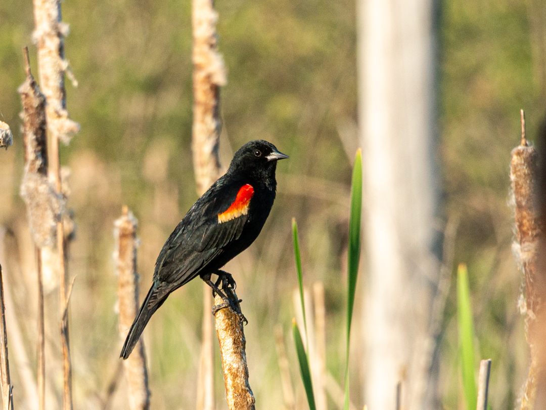 Red-winged blackbird on cattail