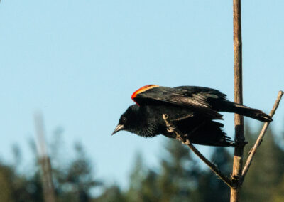 Red-winged blackbird about to take off