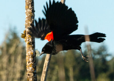 Red-winged blackbird in the air