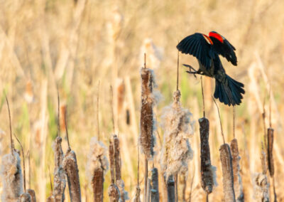 Red-winged blackbird landing on a cattail