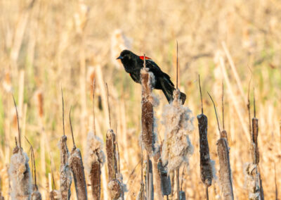 Red-winged blackbird settling in