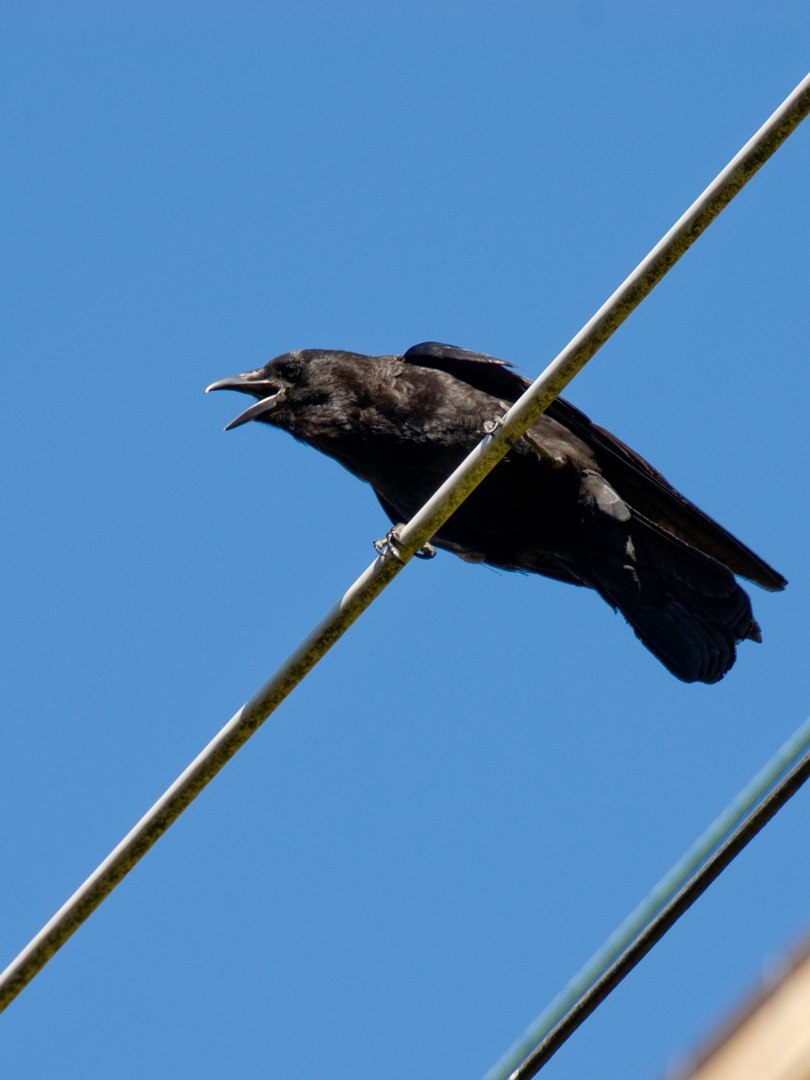 Crow on overhead wires Crow on overhead wires