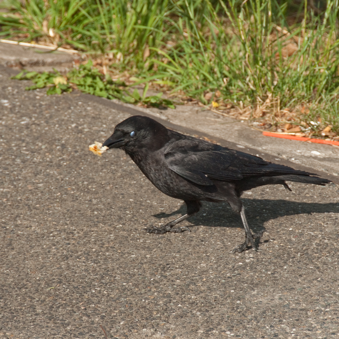 Crow scavenging Crow scavenging