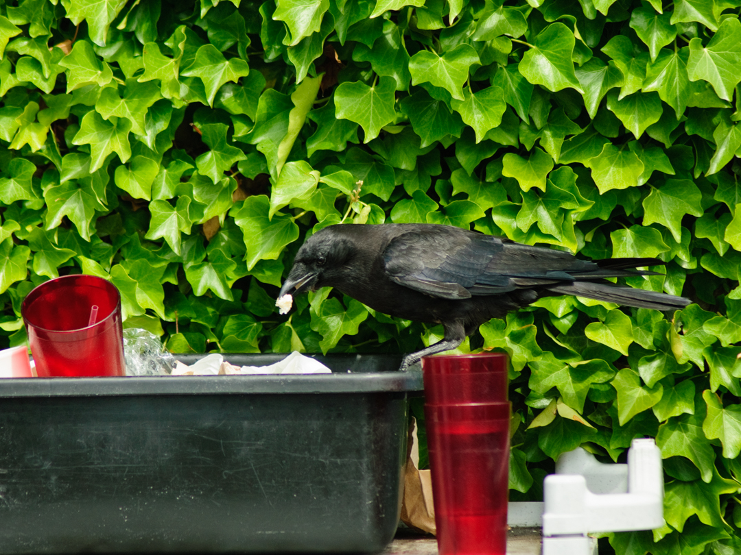 Crow getting food from dishpan Crow getting food from dishpan