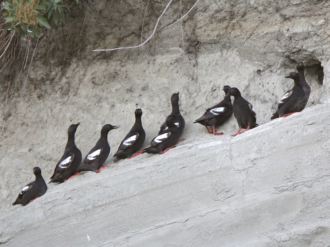 Pigeon Guillemots on a bluff